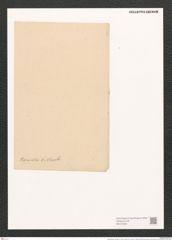 Campylodiscus taeniatus A. Schm. (de-Toni-Nr.: Genus 57, Species 2485) Zeichnungen Sammlung Grunow (NHMW-BOT-W0373232)